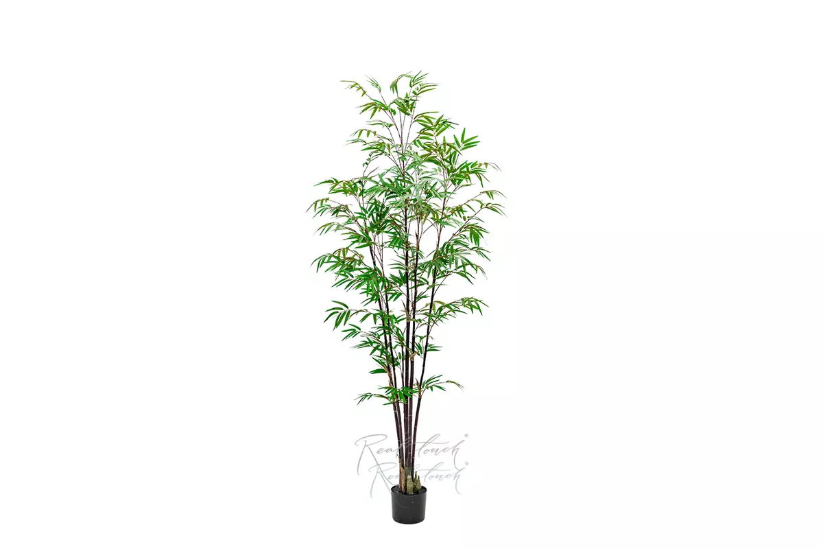 Bamboo Bissetii 180cm - Dark green Bamboo Bissetii 180cm - Dark green