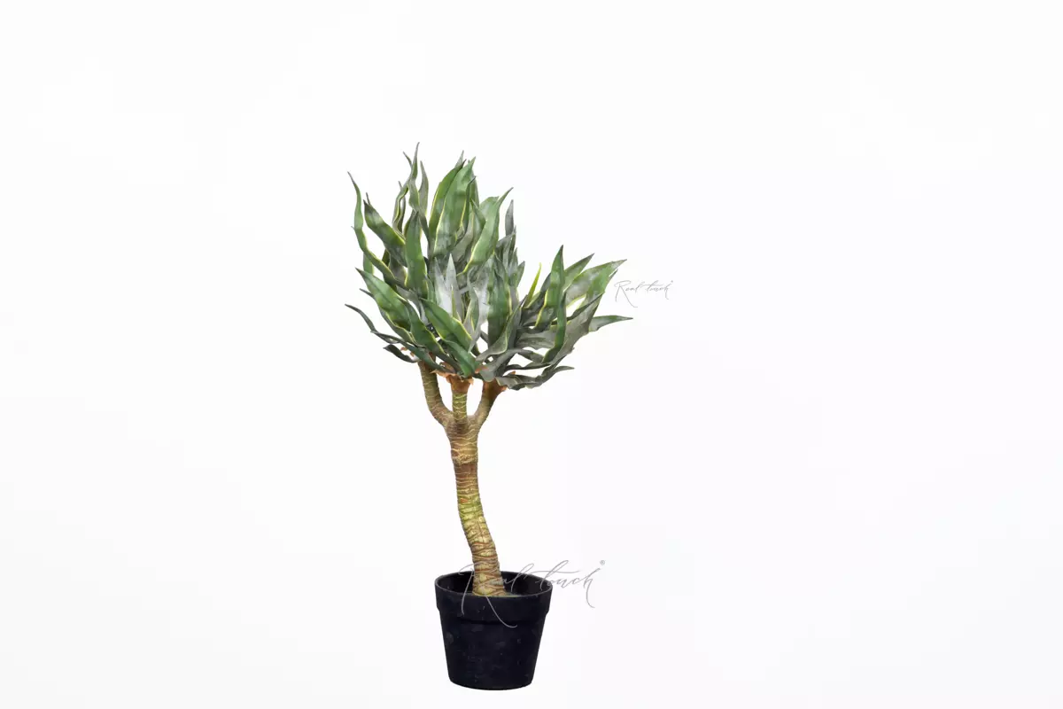 Yucca elephantipes 72cm in pots - green