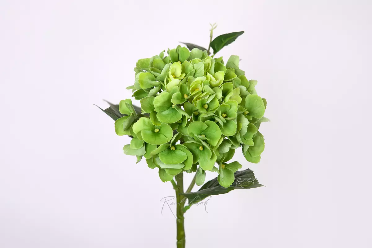 Hydrangea macrophylla small on the stem - green Hydrangea macrophylla small on the stem - green