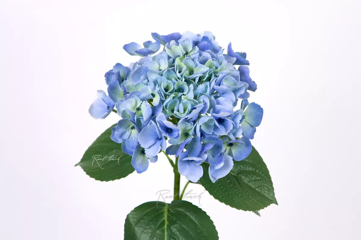 Hydrangea macrophylla on the stem - Green blue