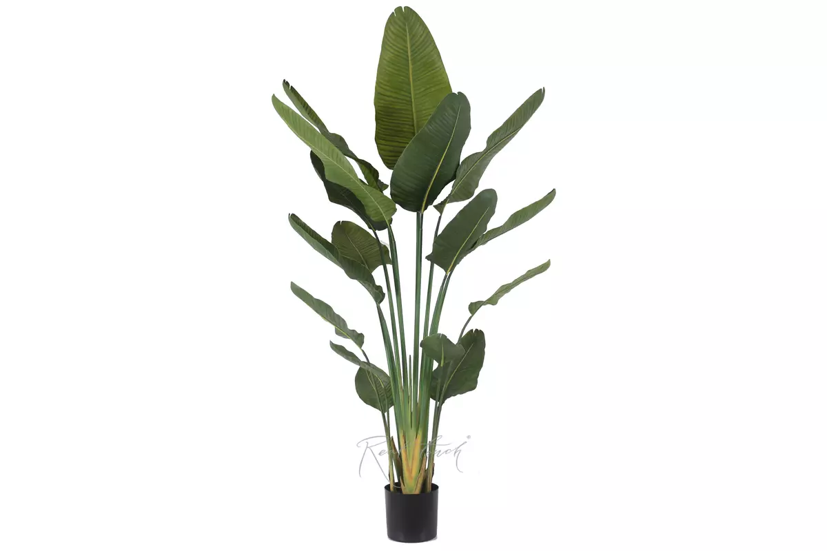 Premium strelitzia nicolai 180cm in a pot - green Premium strelitzia nicolai 180cm in a pot - green