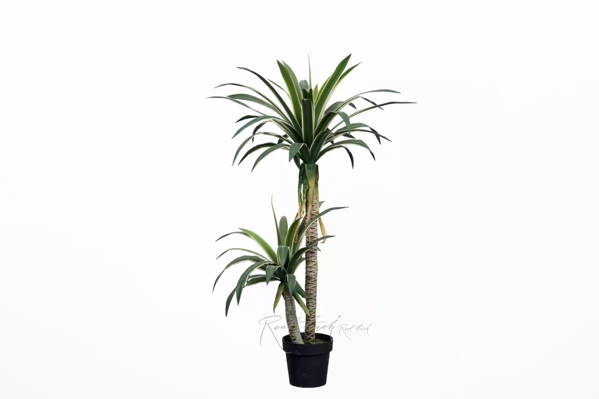 Yucca Gloriosa 120cm in pot - green