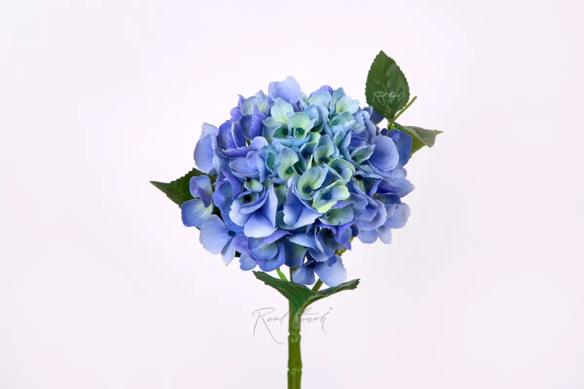 Hydrangea macrophylla small on the stem - Green blue