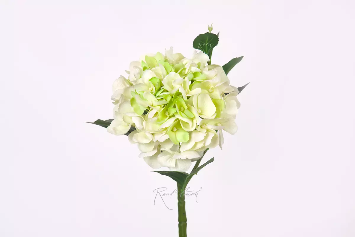Hydrangea macrophylla small on the stem - white green Hydrangea macrophylla small on the stem - white green