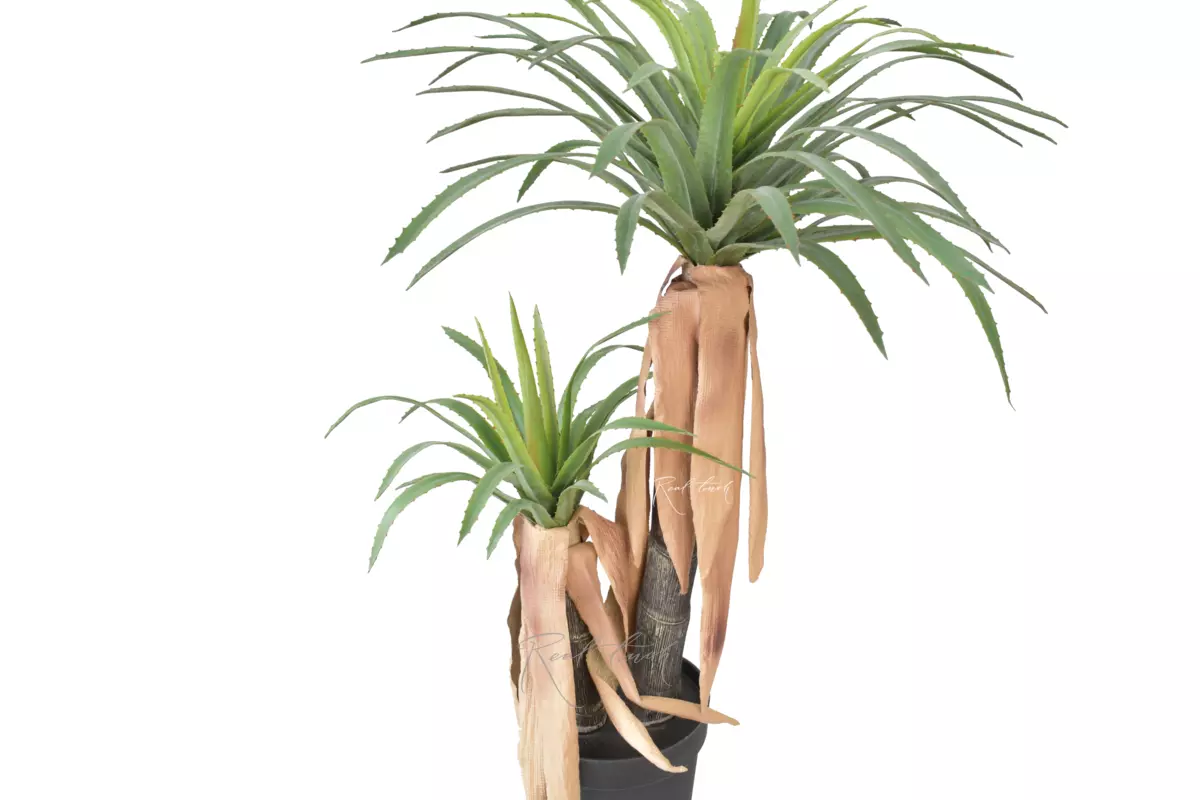 Yucca Carnerosana at 120cm in pot - green