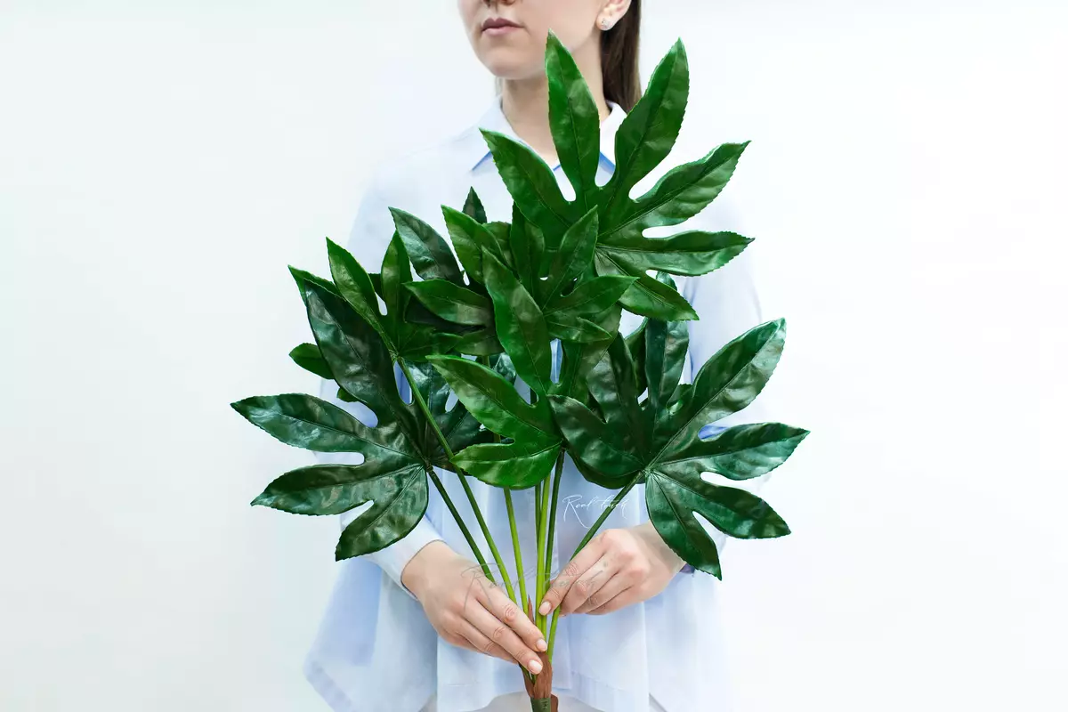 Fatsia bush of 7 leaves - green Fatsia bush of 7 leaves - green