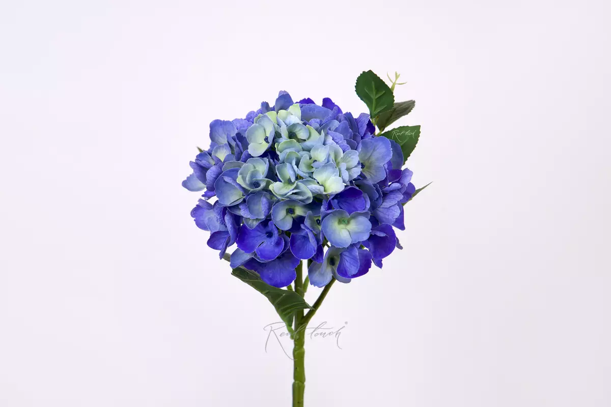 Hydrangea macrophylla small on the stem - blue