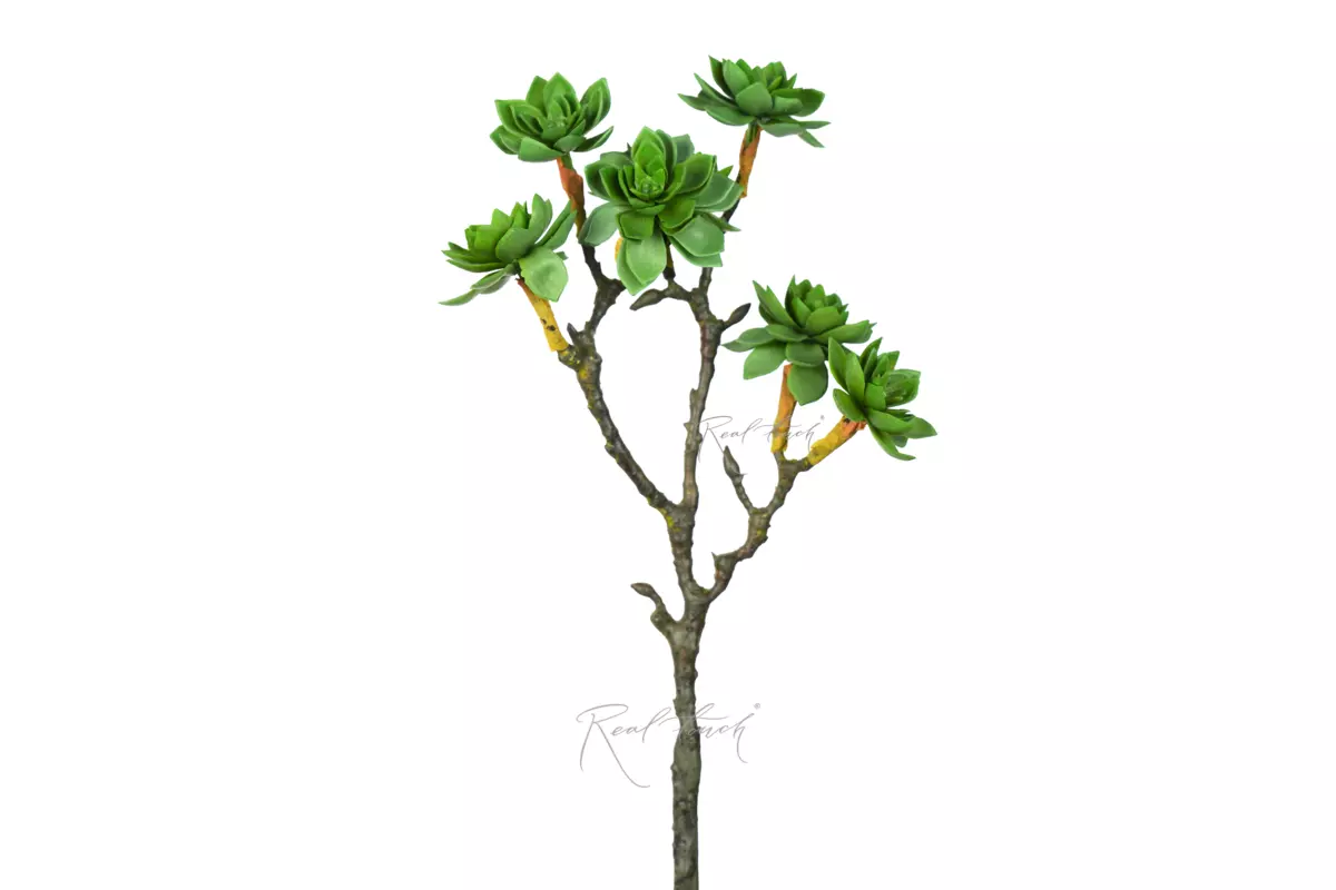 Succulent 2 type - light green