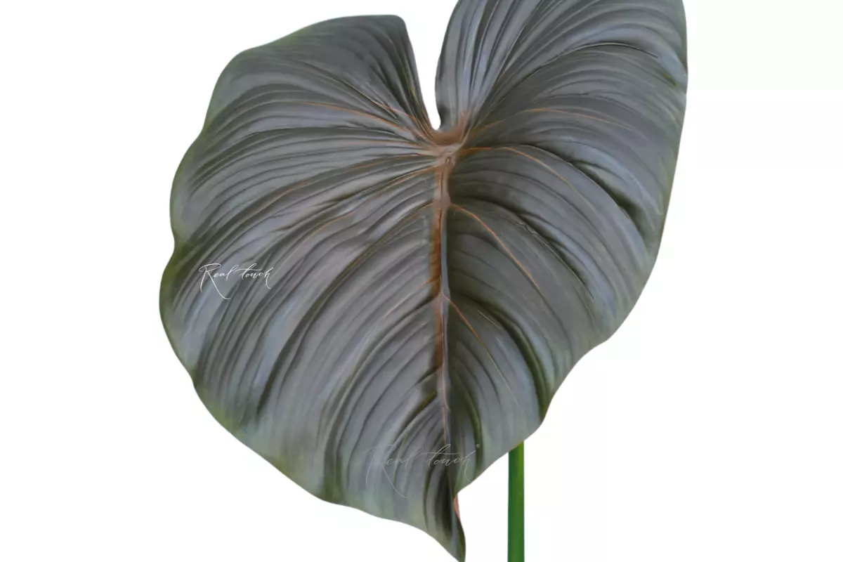 Philodendron Leaf (size 2) - Green brown