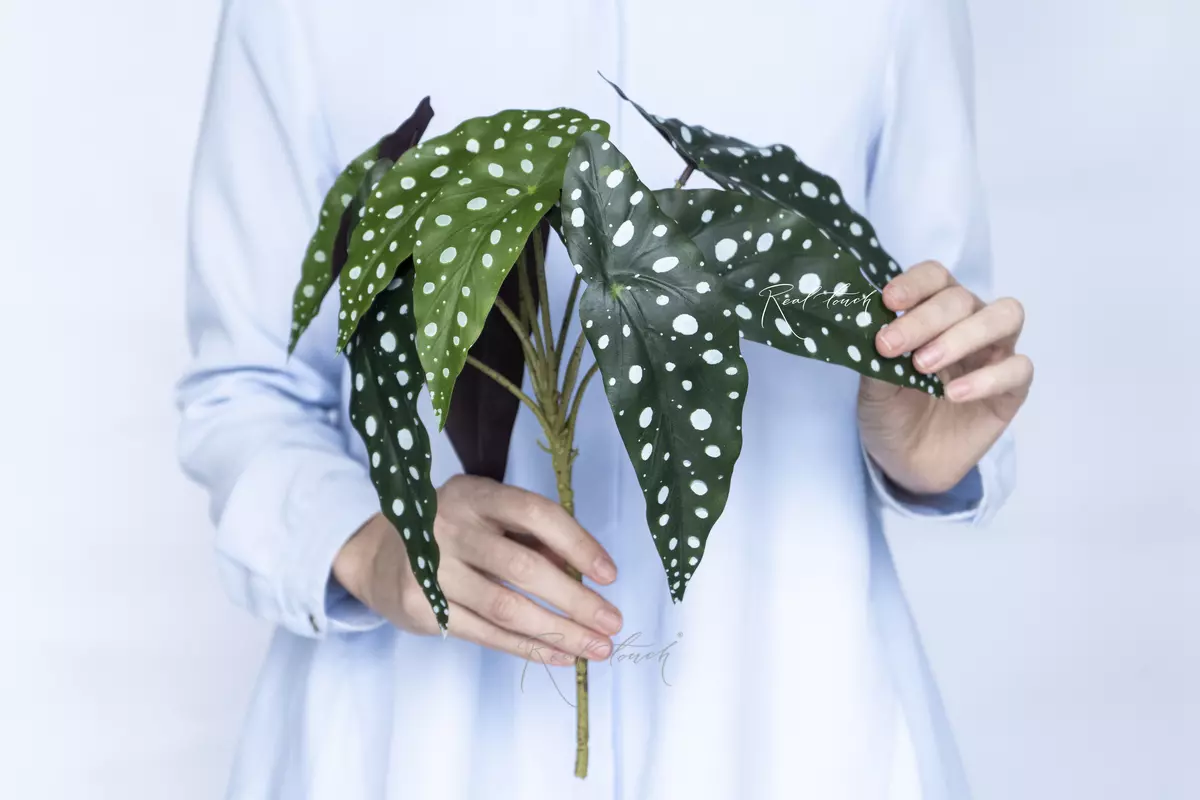 Begonia Maculata bush - green