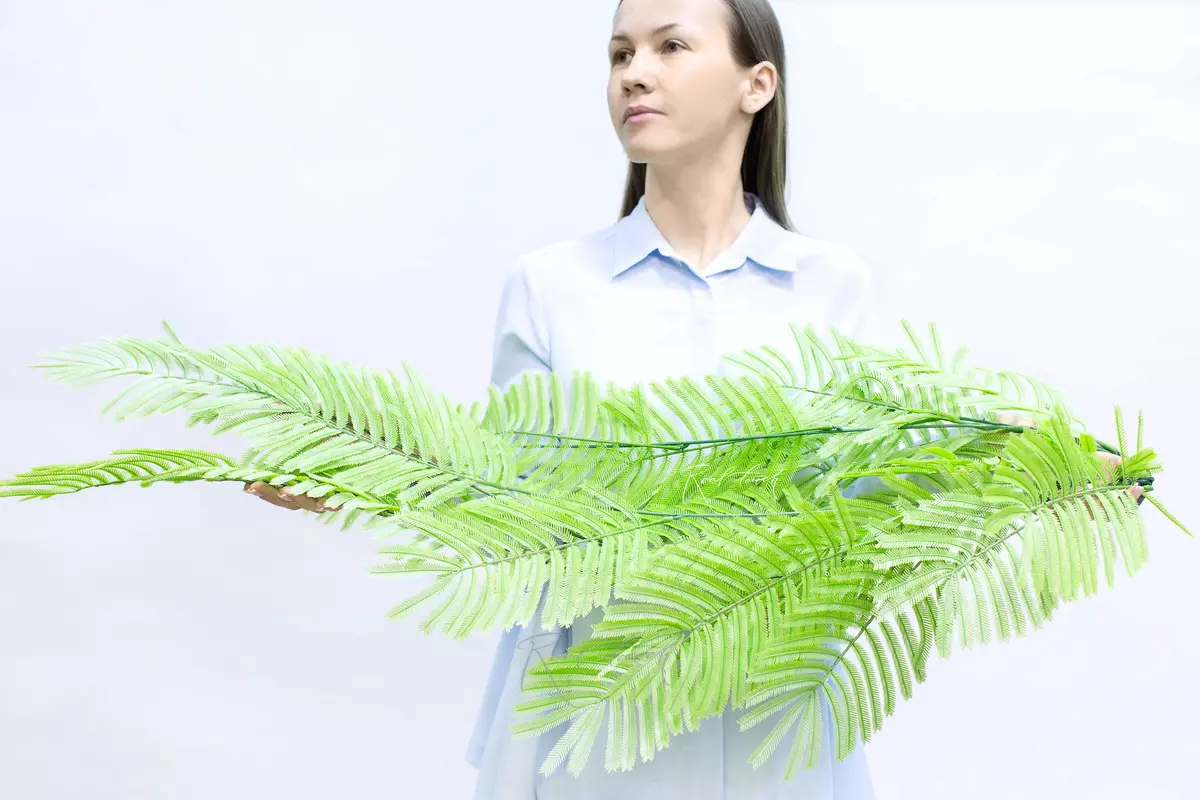 Albizia julibrissin hanging plant - dusty green