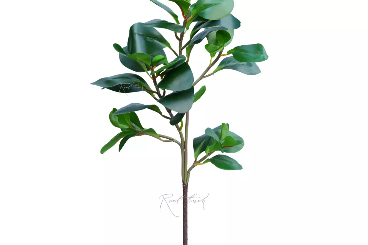 Branch with watercress leaves - green