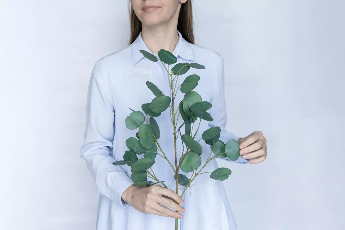 The eucalyptus branch is voluminous Silver Dollar - Green blue