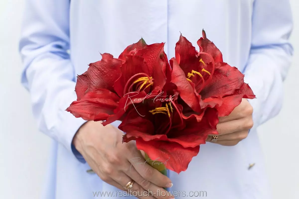 Large Amaryllis - red