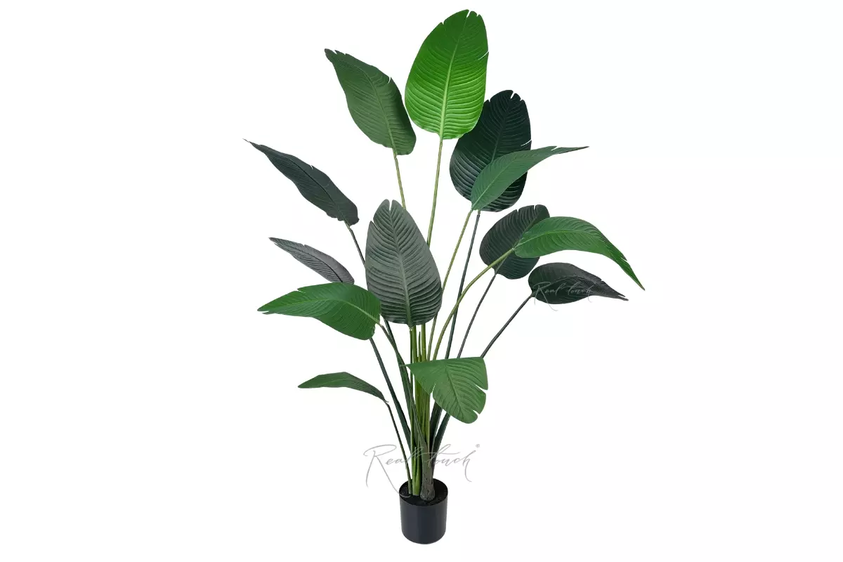 Strelitzia LRJ 6/13L  180cm - green