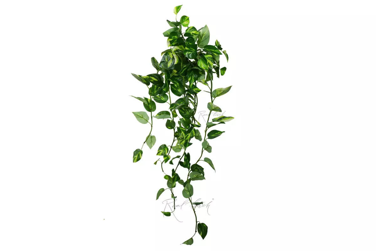 Pothos hanging bush 46" with UV protection - white green