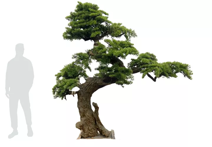 Bonsai tree 250см - green