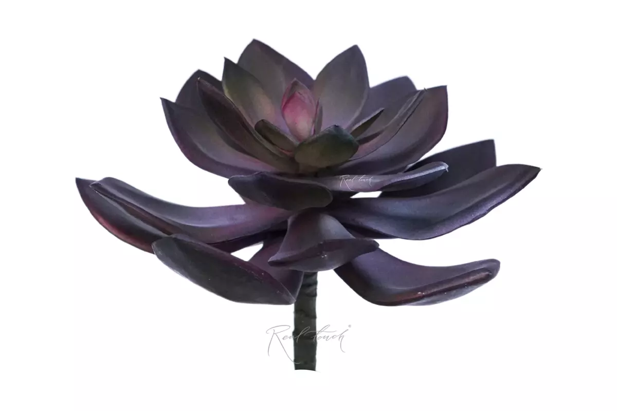 Succulent Echeveria Marrom - 