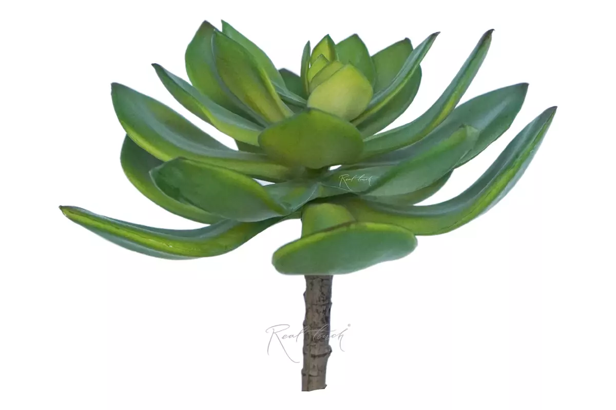 Succulent Echeveria Marrom - green