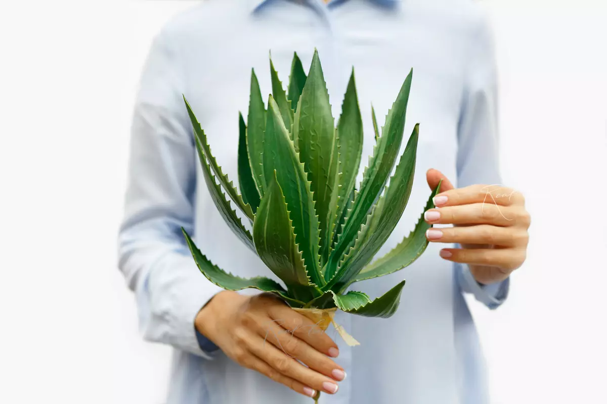 Agave horrida - green Agave horrida - green
