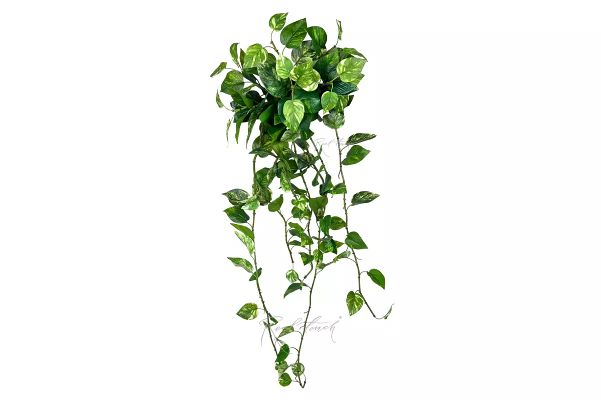 Pothos hanging bush 48" - white green