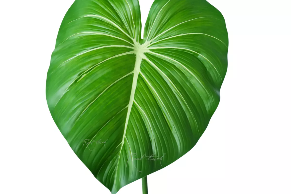 Philodendron Leaf (size 1) - light green