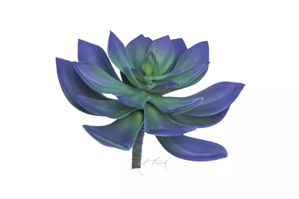 Succulent Echeveria Marrom - Green purple