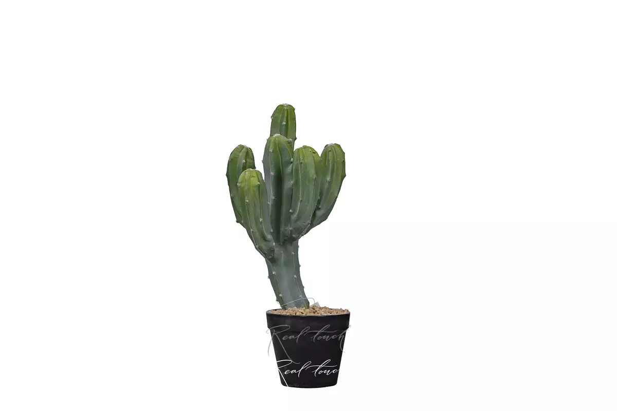 Cactus Cereus Mexican 43cm - green Cactus Cereus Mexican 43cm - green