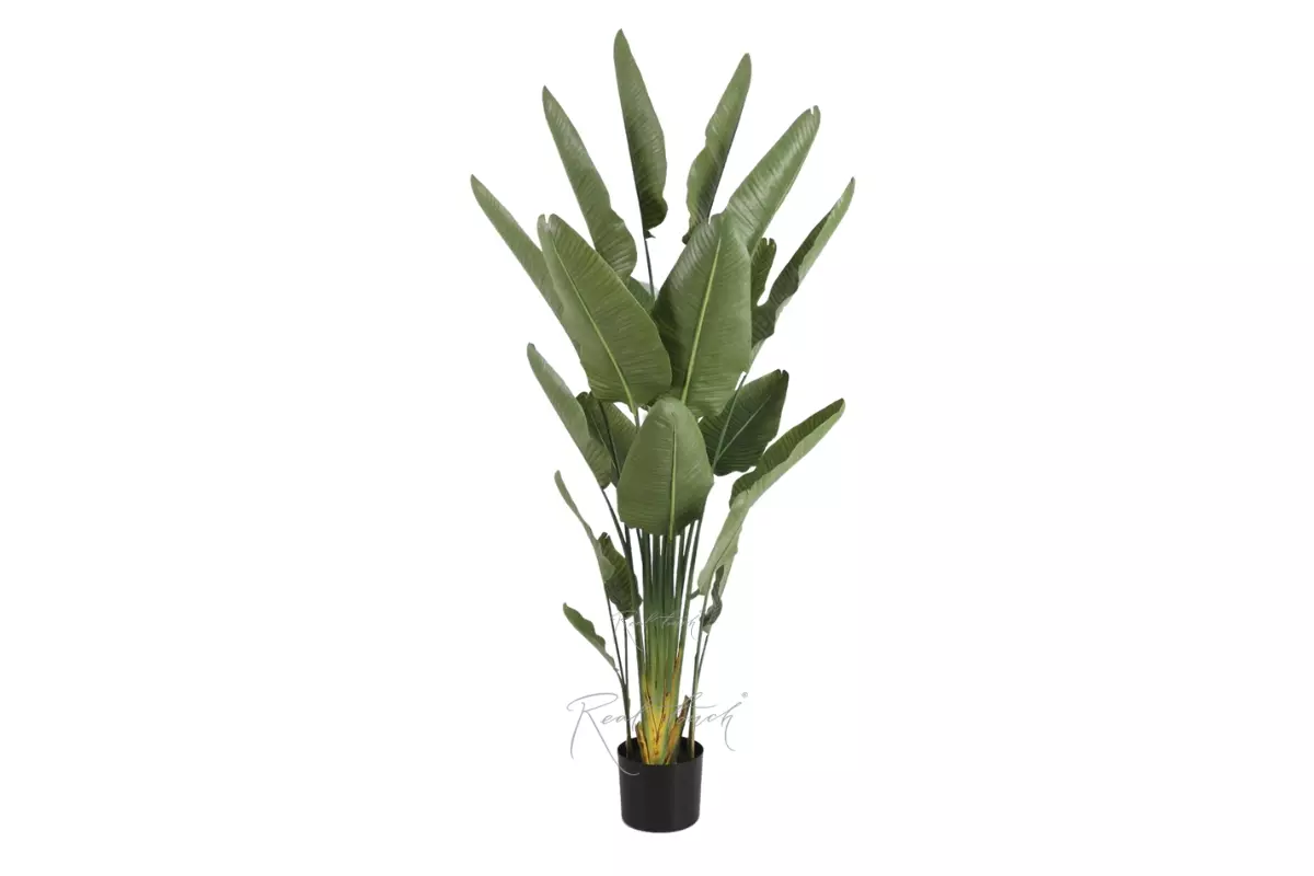 Premium strelitzia nicolai 220cm in a pot - green