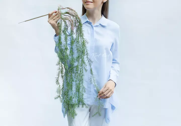 Asparagus Sprenger 108cm - Dark green