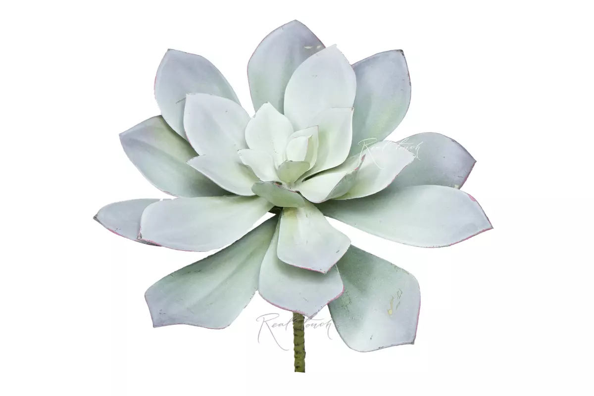 Eheveria gray - Gray green