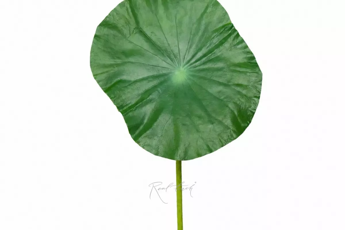 Lotus leaf (small) - Dark green