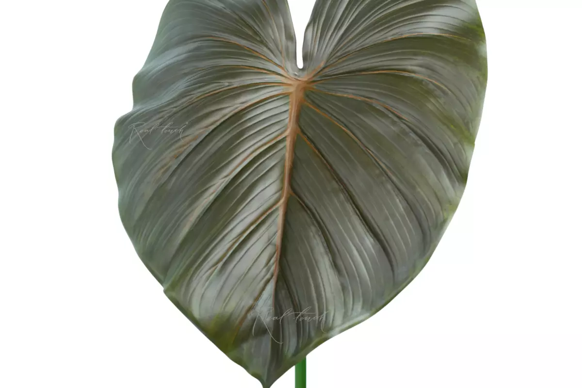 Philodendron Leaf (size 1) - Green brown