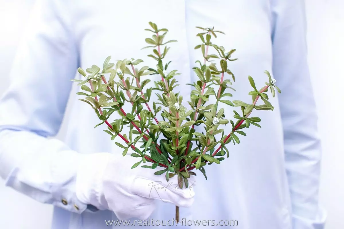 Portulaca oleracea type 1 - light blue