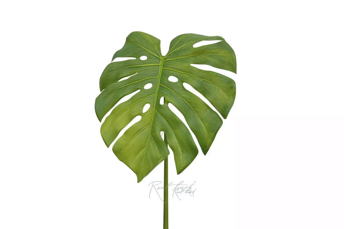 Monstera leaf 86cm - light green
