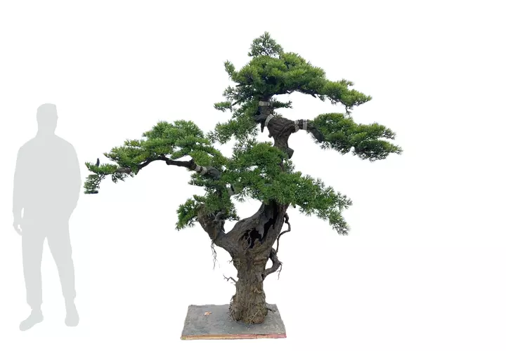 Bonsai tree 220см - green