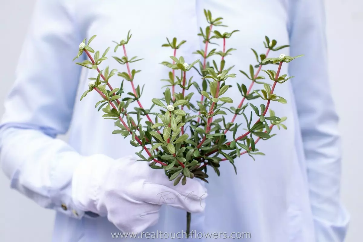 Portulaca oleracea type 1 - white