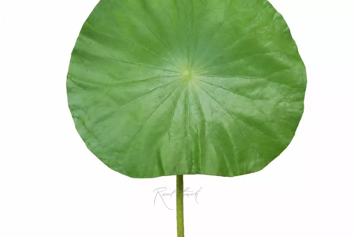 Lotus leaf (small) - light green