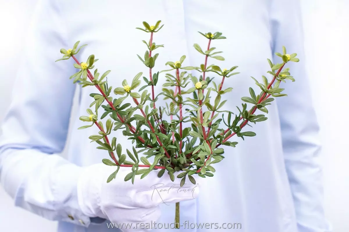 Portulaca oleracea type 1 - yellow