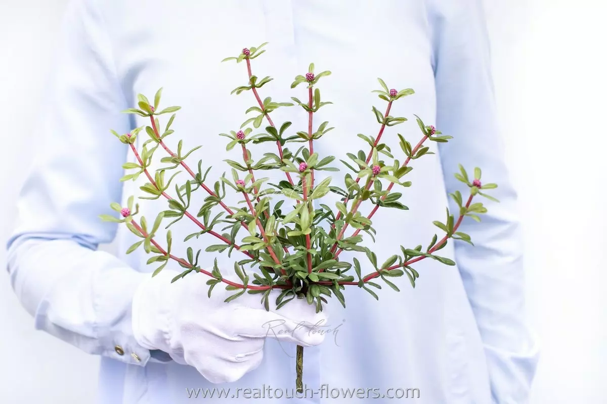 Portulaca oleracea type 1 - fuchsia