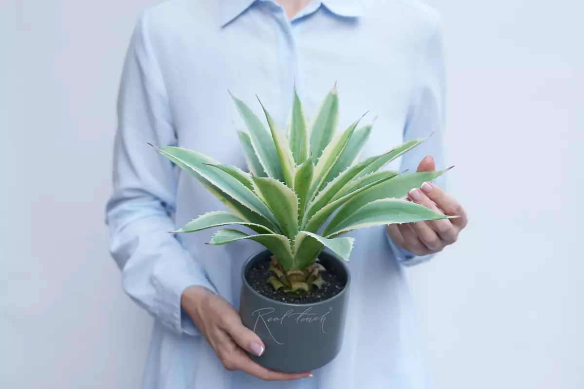 American Agave - green