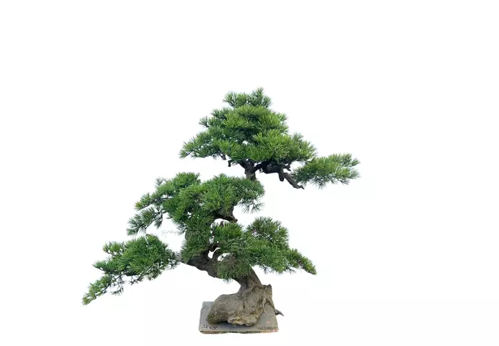 Bonsai tree 110см - green