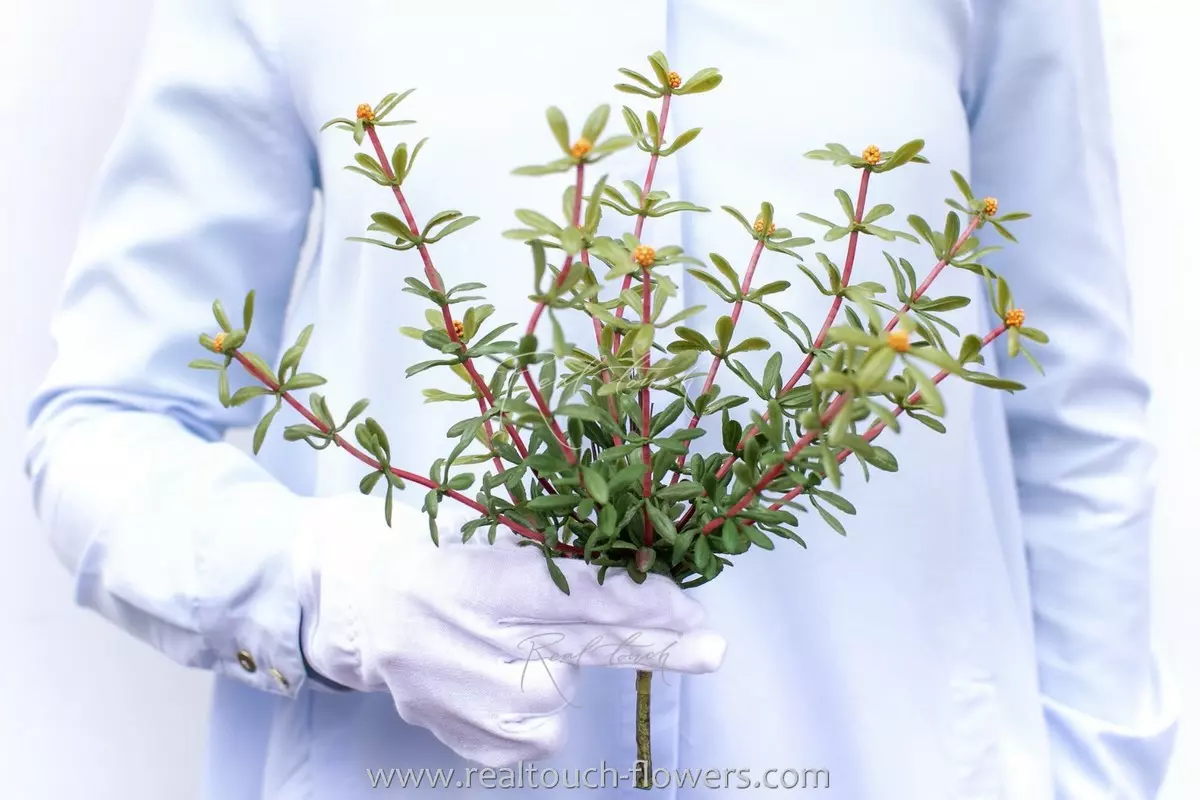 Portulaca oleracea type 1 - orange