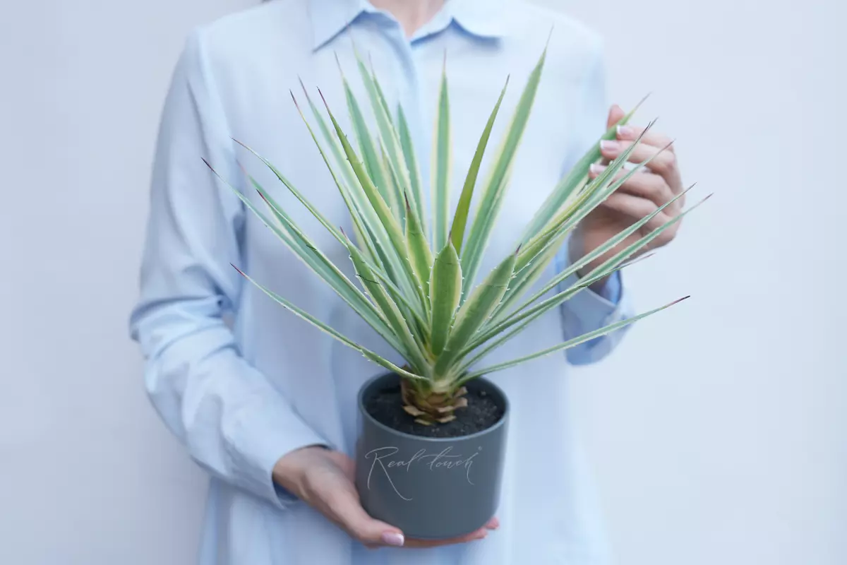 Yucca Bright Edg. - green