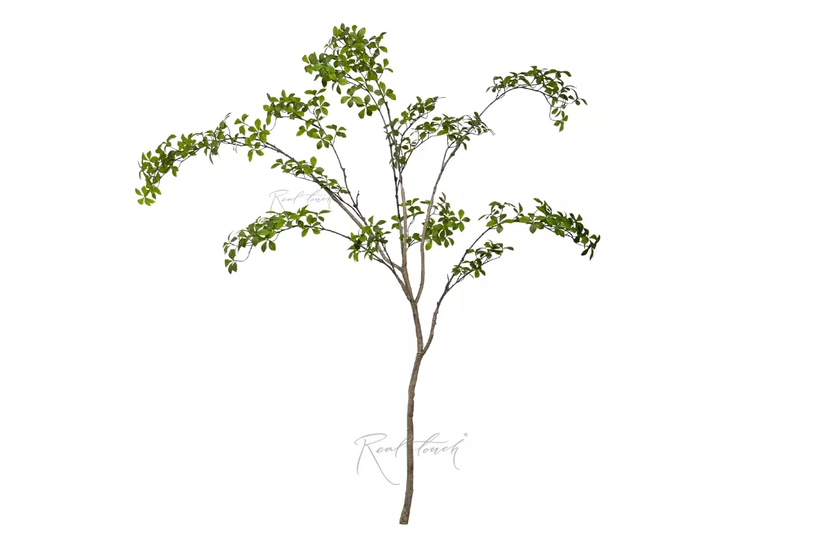 Banyan tree 2.2m without flowerpots - green