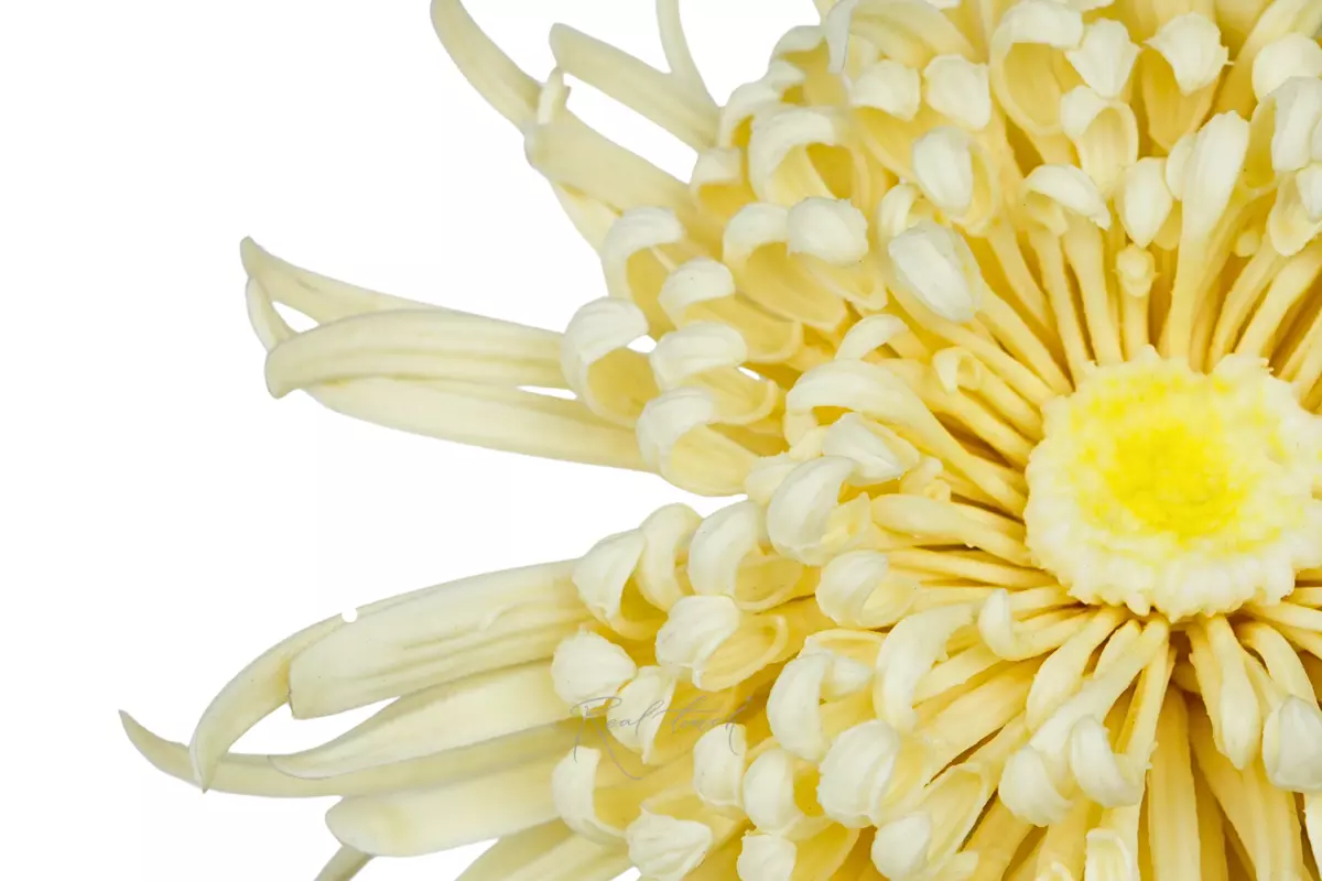 Chrysanthemum Swan Song - Сream