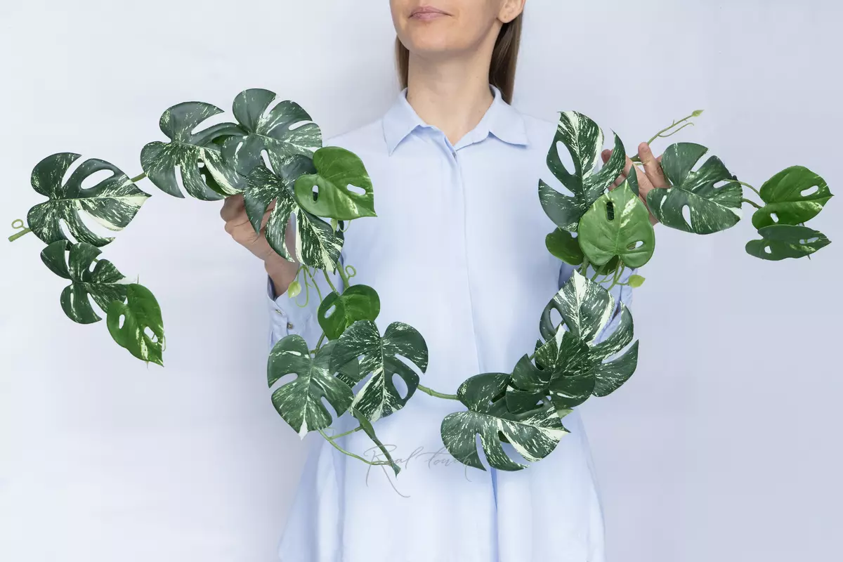 Trailing Monstera garland - white green
