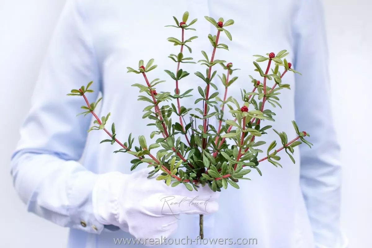 Portulaca oleracea type 1 - red