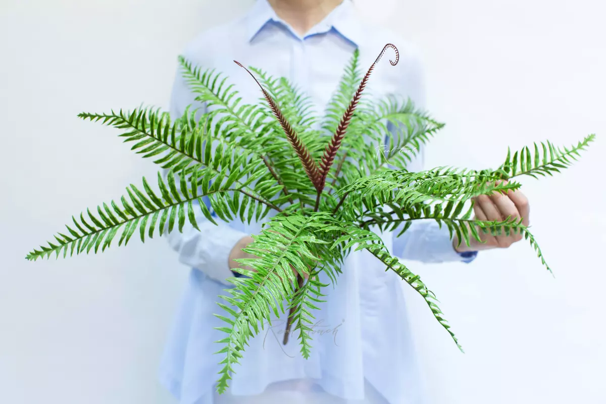 Nephrolepis xiphoid medium - green Nephrolepis xiphoid medium - green