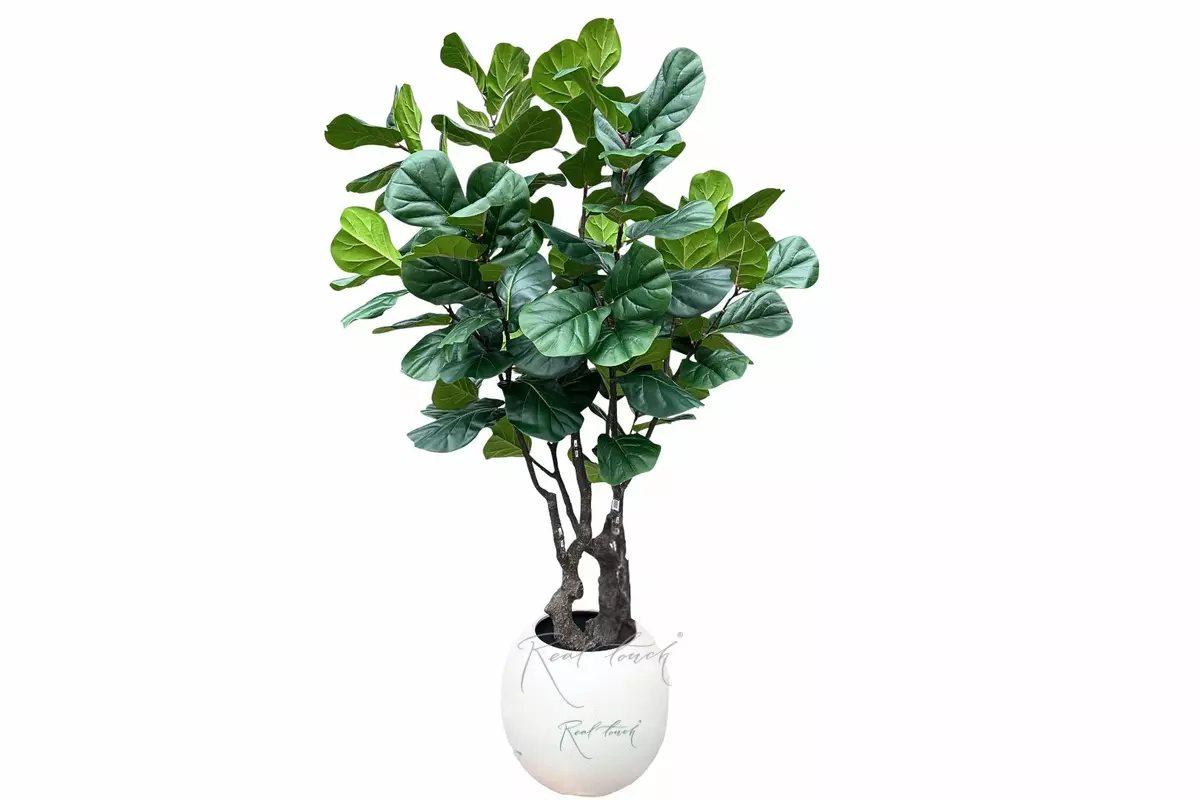 Ficus Lirata in a decorative planter (round) 240cm - green